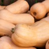 Butternut squash